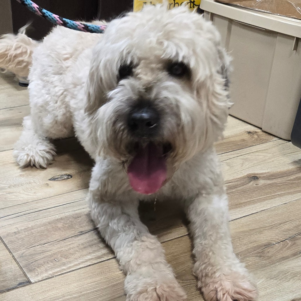 Shelter Stray Male Dog last seen , 2960 Shafto Rd, Tinton Falls, NJ 07753, USA