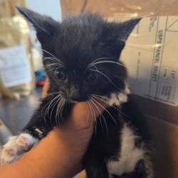 Shelter Stray Female Cat last seen , 2960 Shafto Rd, Tinton Falls, NJ 07753, USA