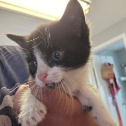 Shelter Stray Female Cat last seen , 2960 Shafto Rd, Tinton Falls, NJ 07753, USA