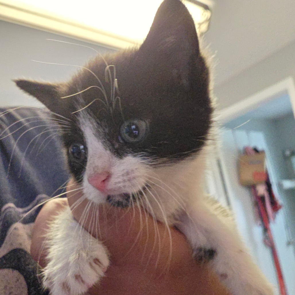 Shelter Stray Female Cat last seen , 2960 Shafto Rd, Tinton Falls, NJ 07753, USA
