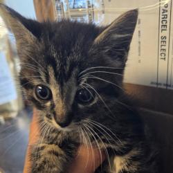 Shelter Stray Female Cat last seen , 2960 Shafto Rd, Tinton Falls, NJ 07753, USA