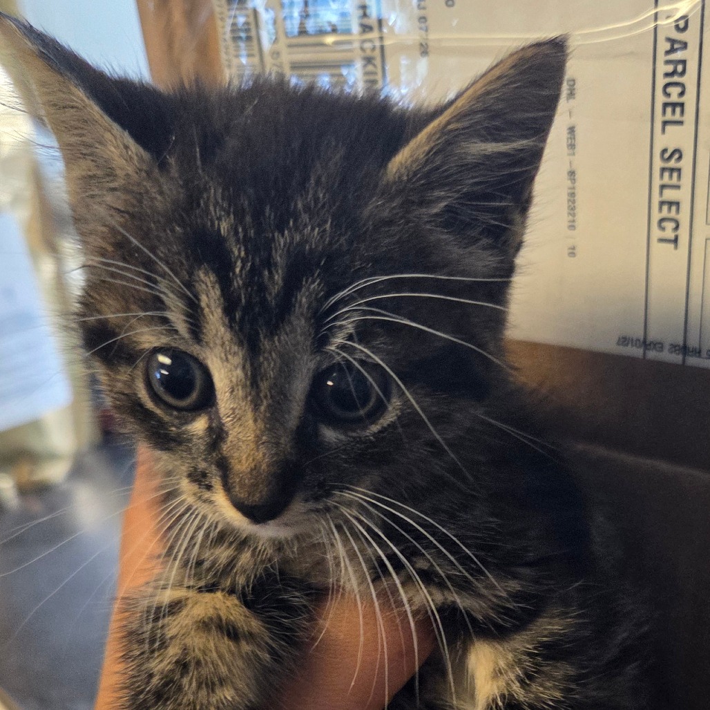 Shelter Stray Female Cat last seen , 2960 Shafto Rd, Tinton Falls, NJ 07753, USA