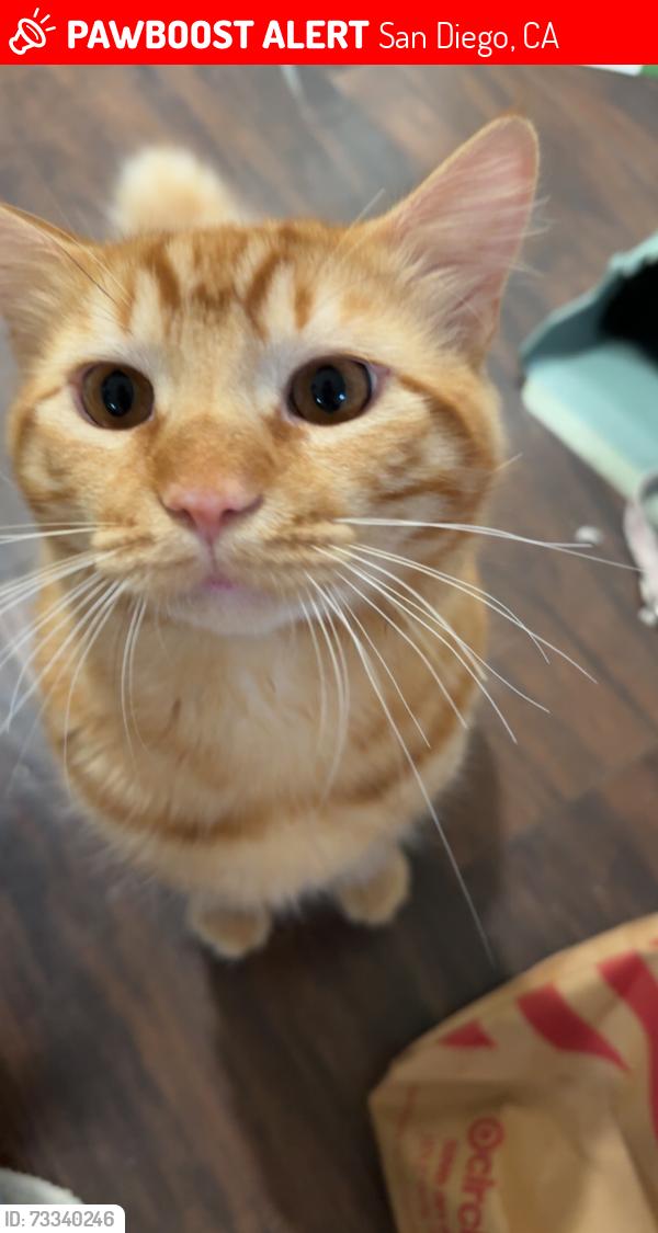 Lost Female Cat last seen McClintock and 38th street, San Diego, CA 92116