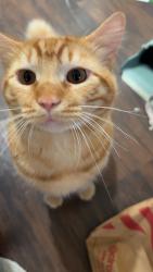Lost Female Cat last seen McClintock and 38th street, San Diego, CA 92116