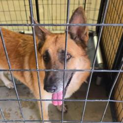 Shelter Stray Female Dog last seen , 21800 Central Ave, Matteson, IL 60443, USA