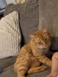 Lost Male Cat last seen Windsor spring rd. Hephzibah, Hephzibah, GA 30815