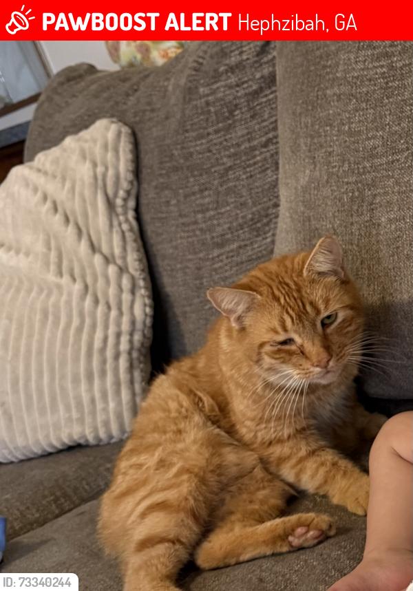 Lost Male Cat last seen Windsor spring rd. Hephzibah, Hephzibah, GA 30815