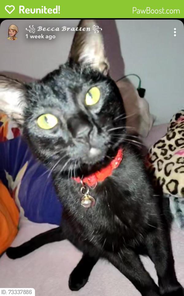 Reunited Male Cat last seen Near 24th Ave, Kenosha, WI 53143, USA, Kenosha, WI 53143