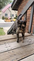 Found/Stray Unknown Cat last seen Hidden Hollow, Orem, UT 84058