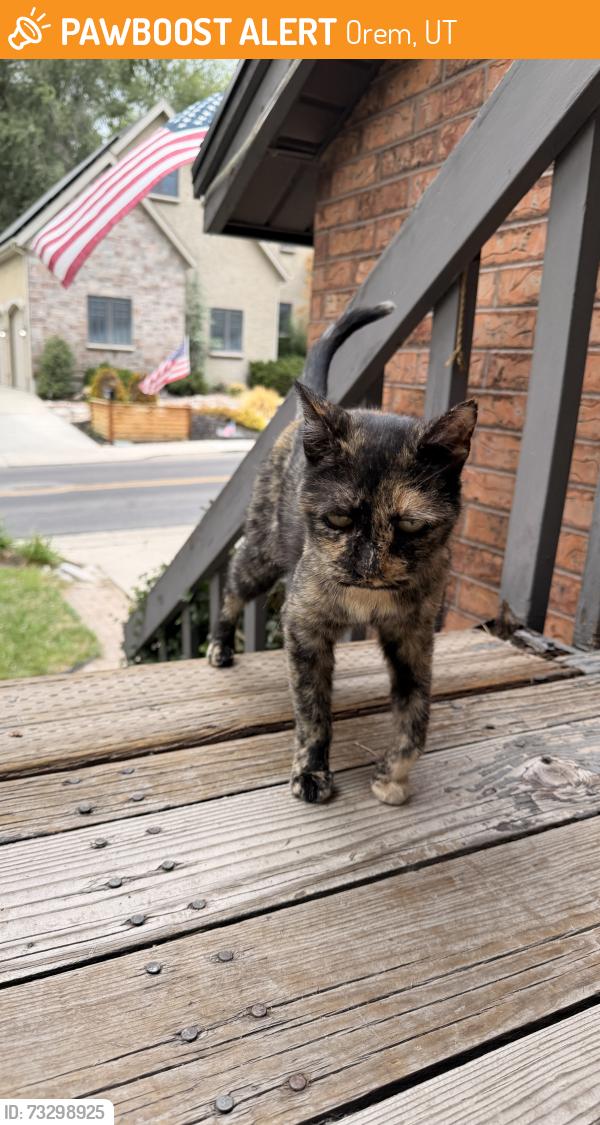 Found/Stray Unknown Cat last seen Hidden Hollow, Orem, UT 84058