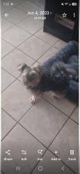 Reunited Male Dog last seen Near Crestview Dr, Casselberry, FL 32707, USA, Casselberry, FL 32707