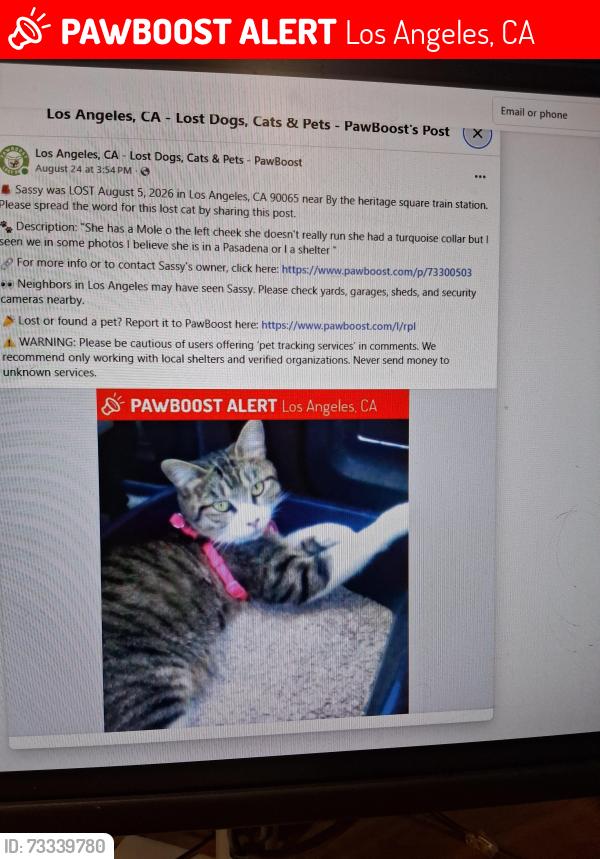 Lost Female Cat last seen Near Marion way #104 los angeles, Los Angeles, CA 90065