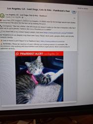 Lost Female Cat last seen Near Marion way #104 los angeles, Los Angeles, CA 90065