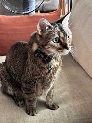 Reunited Male Cat last seen Ramon Park, Palm Springs, CA 92264