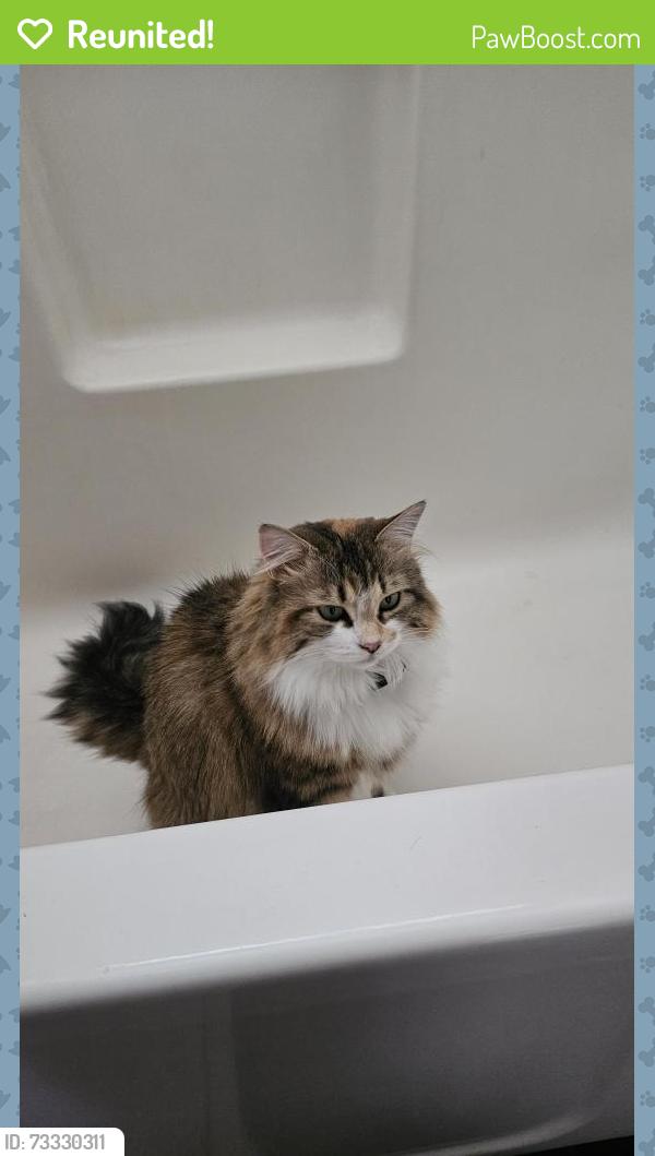 Reunited Female Cat last seen 170th and Sarala, Beaverton, OR 97007