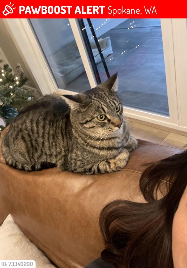 Lost Male Cat last seen Borden and Oak road, Spokane, WA 99224