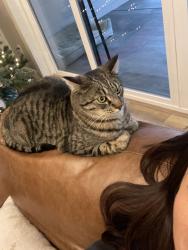 Lost Male Cat last seen Borden and Oak road, Spokane, WA 99224
