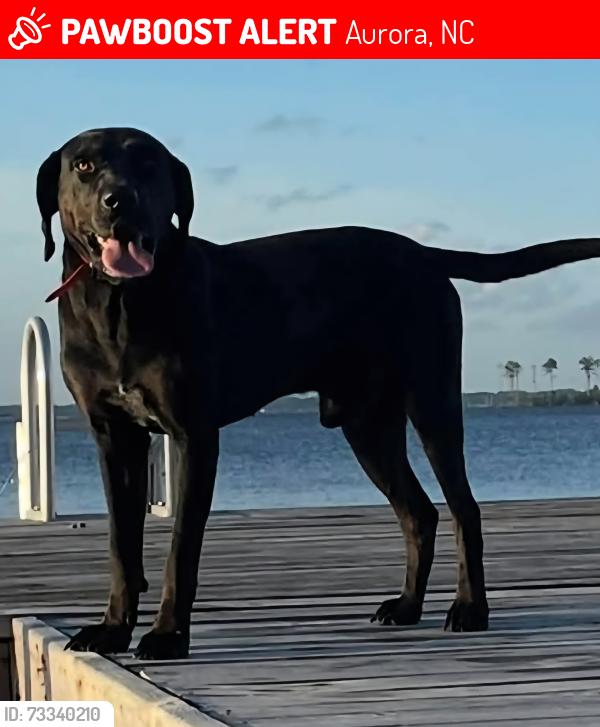 Lost Male Dog last seen Vinegar Hill Road, Aurora, NC 27806