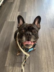 Found/Stray Male Dog last seen The vinyards on lake Wylie, Charlotte, NC 28214