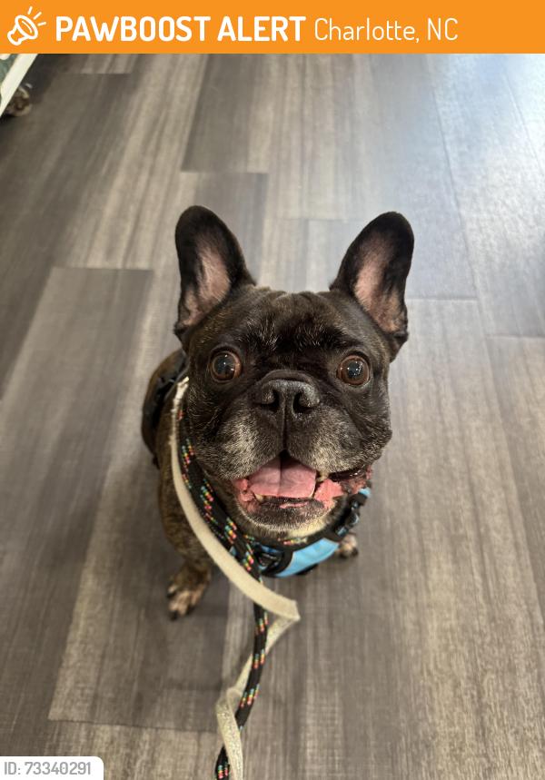 Found/Stray Male Dog last seen The vinyards on lake Wylie, Charlotte, NC 28214