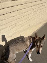 Lost Female Dog last seen E Francisquito AveLa Puente, CA 91744United States, La Puente, CA 91744