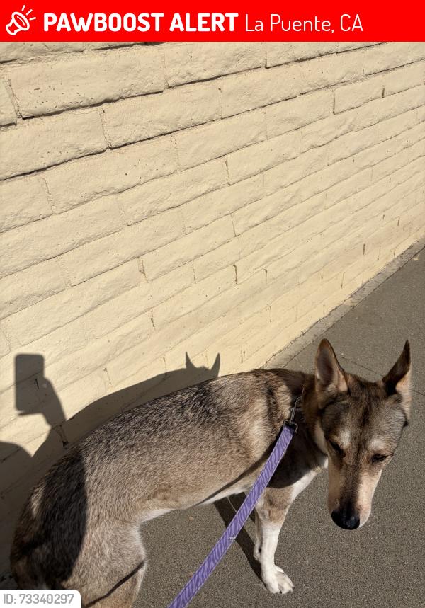 Lost Female Dog last seen E Francisquito AveLa Puente, CA 91744United States, La Puente, CA 91744