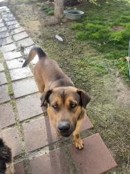 Lost Male Dog last seen Boston Ave Kingsburg Ca, Kingsburg, CA 93631
