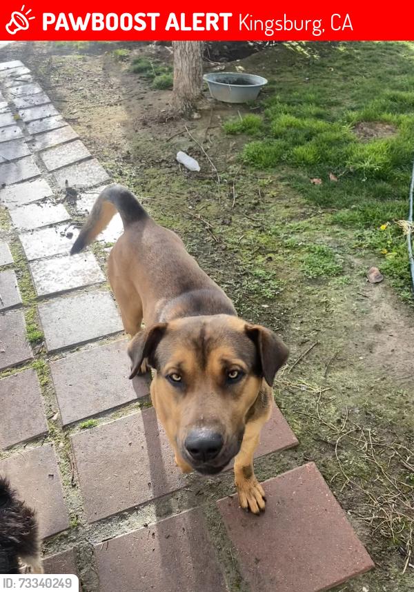 Lost Male Dog last seen Boston Ave Kingsburg Ca, Kingsburg, CA 93631