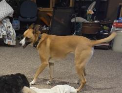 Reunited Female Dog last seen Near Vernon Street, Duluth, MN 55806