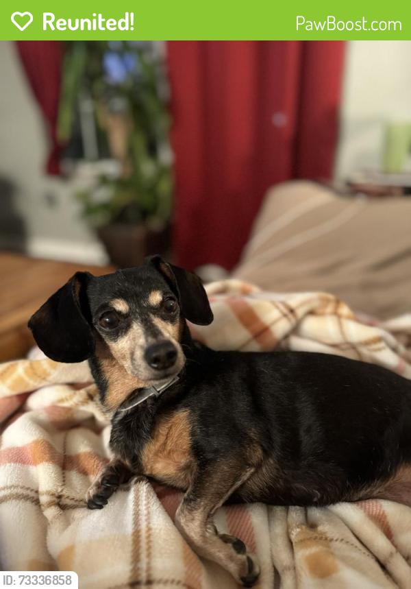 Reunited Female Dog last seen Amerine, Maryville, TN 37804