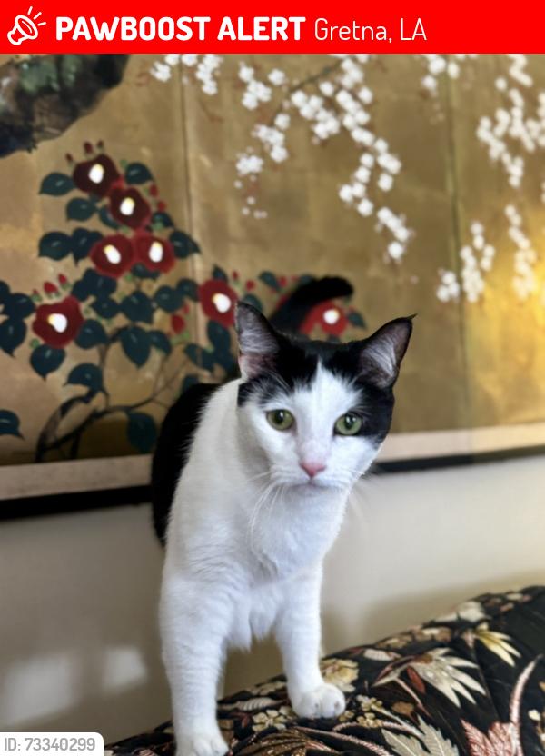 Lost Female Cat last seen Willow Drive, Gretna Blvd, Gretna, LA 70053