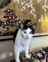 Lost Female Cat last seen Willow Drive, Gretna Blvd, Gretna, LA 70053