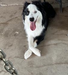 Reunited Unknown Dog last seen Hwy 78, Farmersville, TX 75442