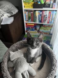 Lost Female Cat last seen Somerset building, Edmonton, AB T5T 6Y6