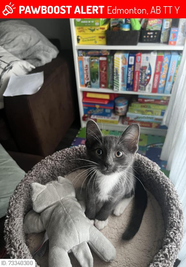 Lost Female Cat last seen Somerset building, Edmonton, AB T5T 6Y6