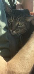 Reunited Male Cat last seen Near Walnut Dr, New Tazewell, TN 37825, USA, New Tazewell, TN 37825