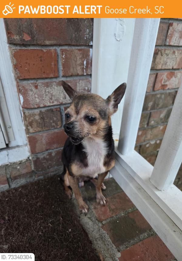 Found/Stray Female Dog last seen Lake agreenview Park, Goose Creek, SC 29445