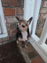 Found/Stray Female Dog last seen Lake agreenview Park, Goose Creek, SC 29445