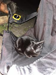 Lost Female Cat last seen Near side rd and 5th line nassagaweya, Milton, ON L9T 2X7