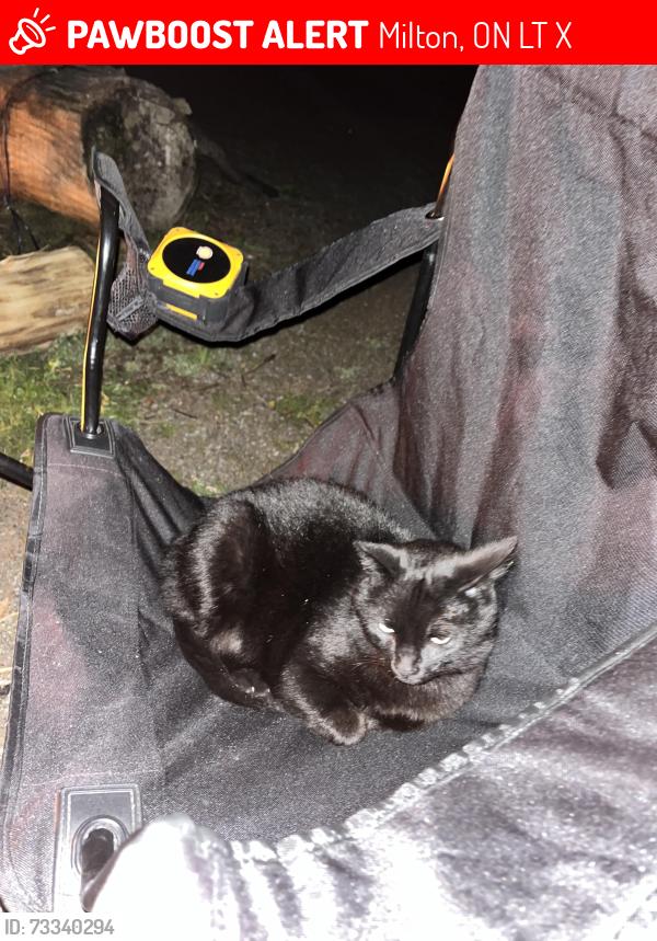 Lost Female Cat last seen Near side rd and 5th line nassagaweya, Milton, ON L9T 2X7
