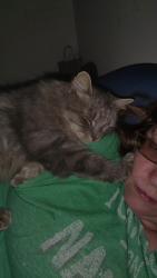 Lost Female Cat last seen Johnson Rd, Fish Camp Rd, Easley, SC 29642