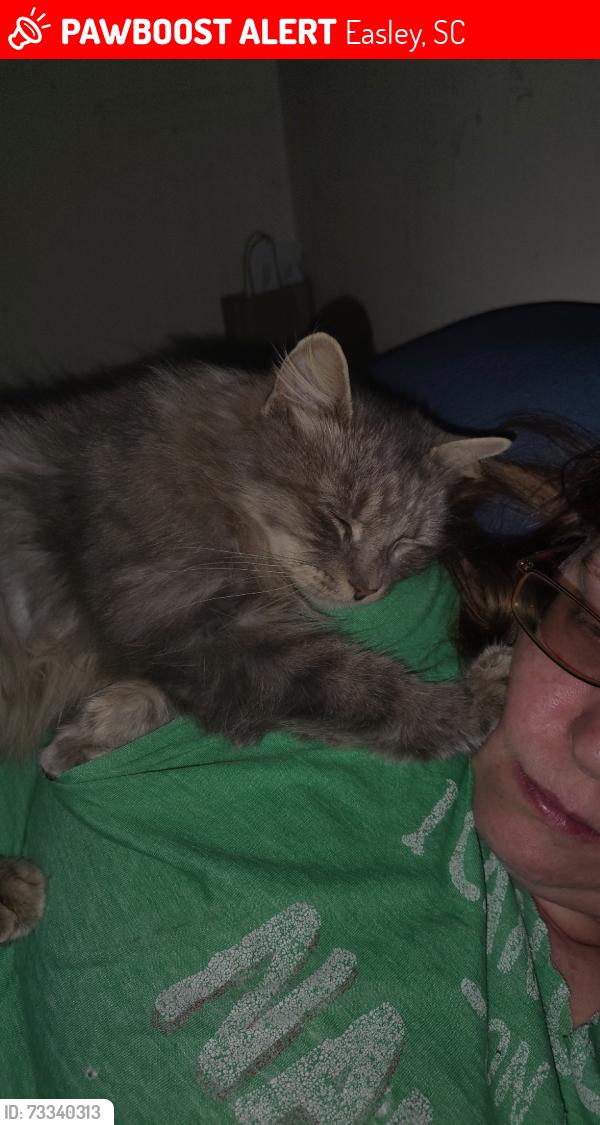 Lost Female Cat last seen Johnson Rd, Fish Camp Rd, Easley, SC 29642