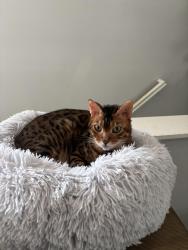 Lost Male Cat last seen Willow st, Babylon, NY 11702