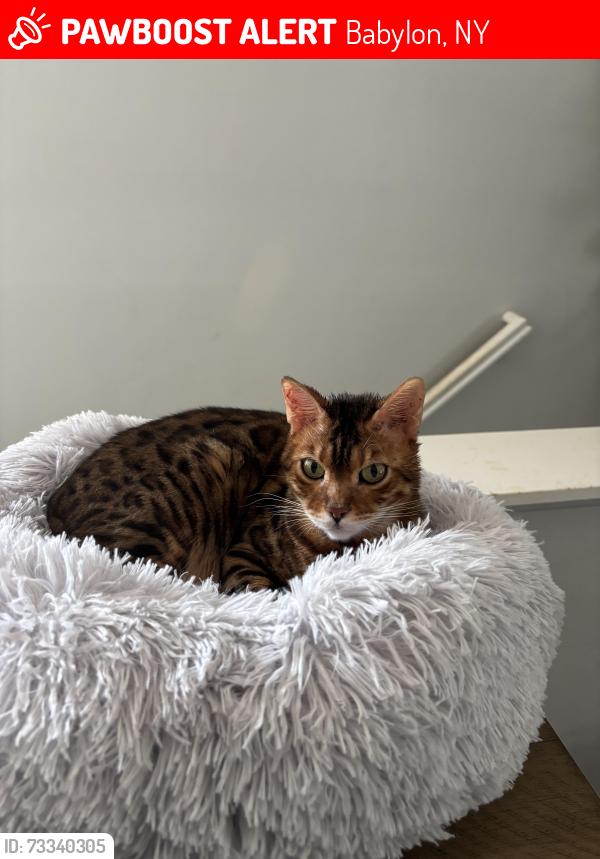 Lost Male Cat last seen Willow st, Babylon, NY 11702