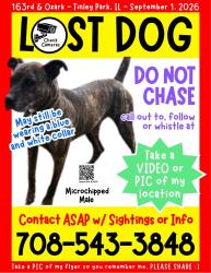 Reunited Male Dog last seen 163rd & Ozark, Tinley Park, Tinley Park, IL 60477