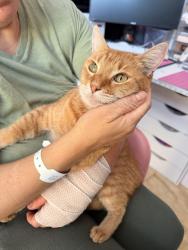 Reunited Female Cat last seen Bolivar, San Diego, CA 92139