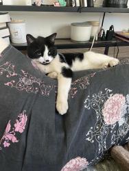 Lost Male Cat last seen Piedmont place, Woodbridge, VA 22193