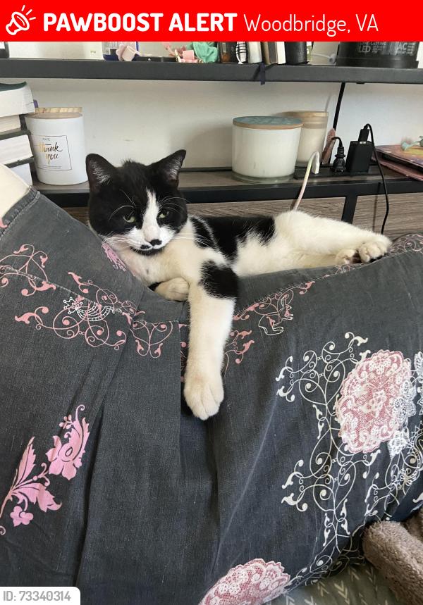 Lost Male Cat last seen Piedmont place, Woodbridge, VA 22193