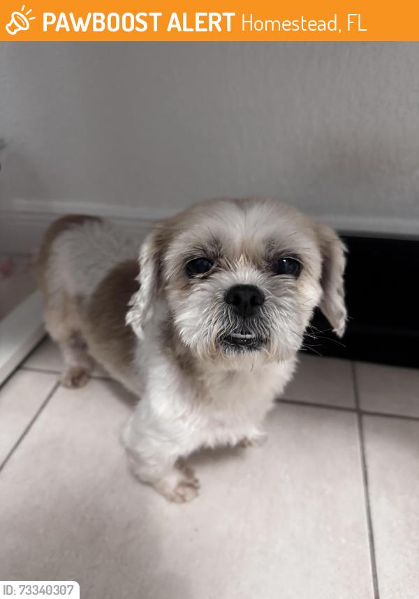 Found/Stray Female Dog last seen Near Parker ave, Homestead, FL 33032