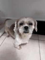 Found/Stray Female Dog last seen Near Parker ave, Homestead, FL 33032